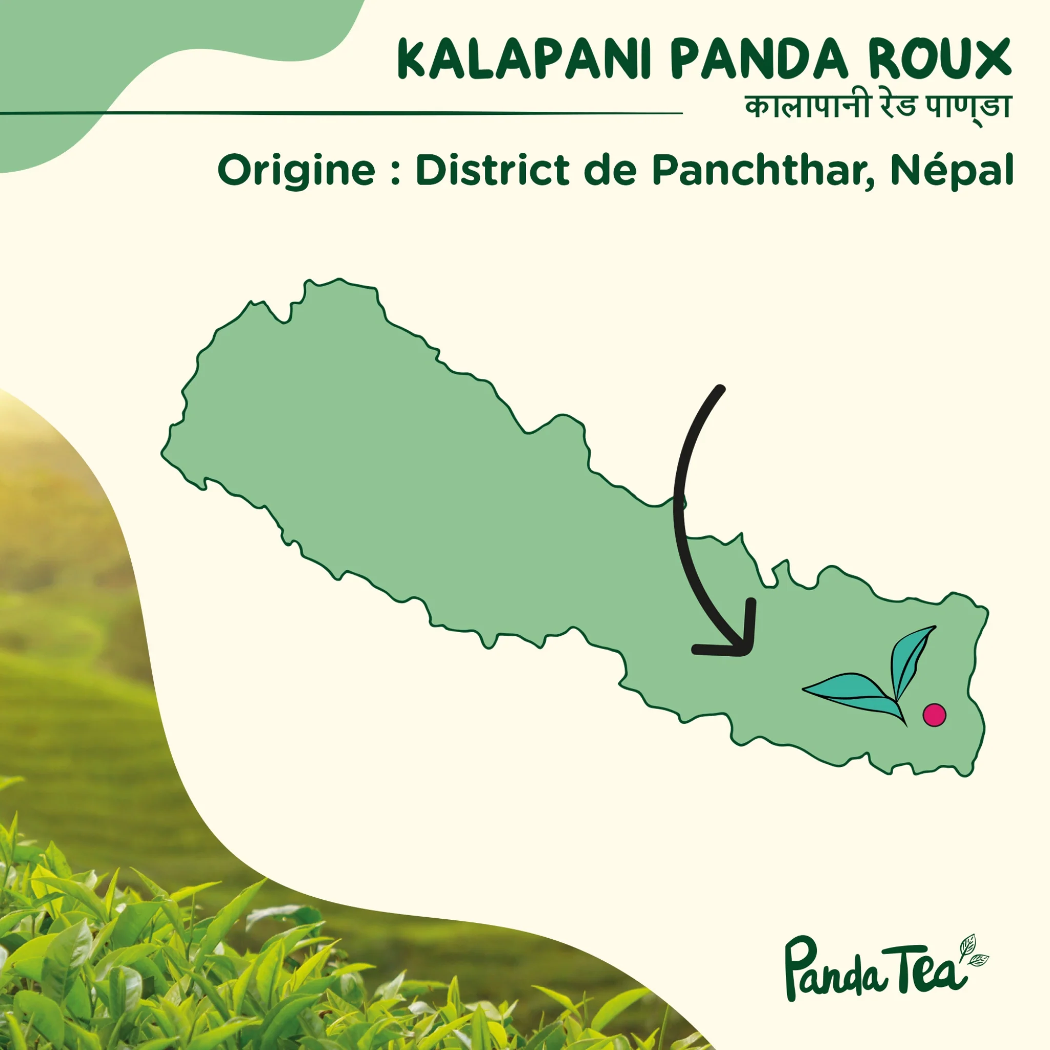 Kalapani Panda Roux Bio - Image 5
