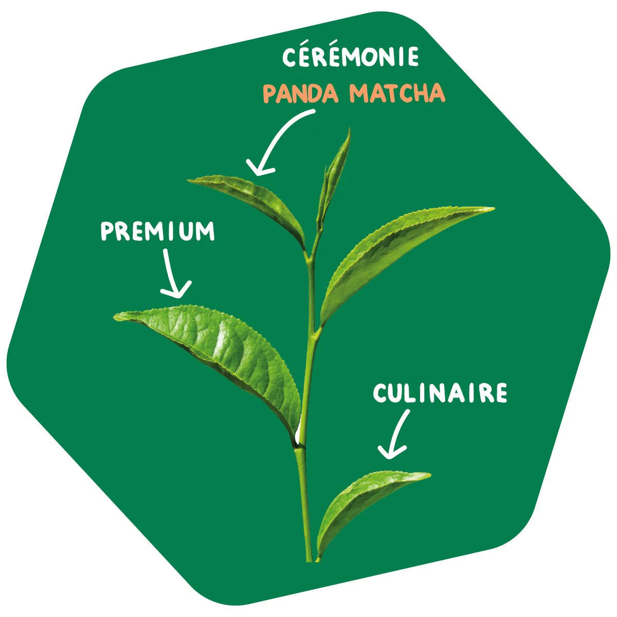 Thé Matcha Cérémonie Bio en Poudre - Image 4
