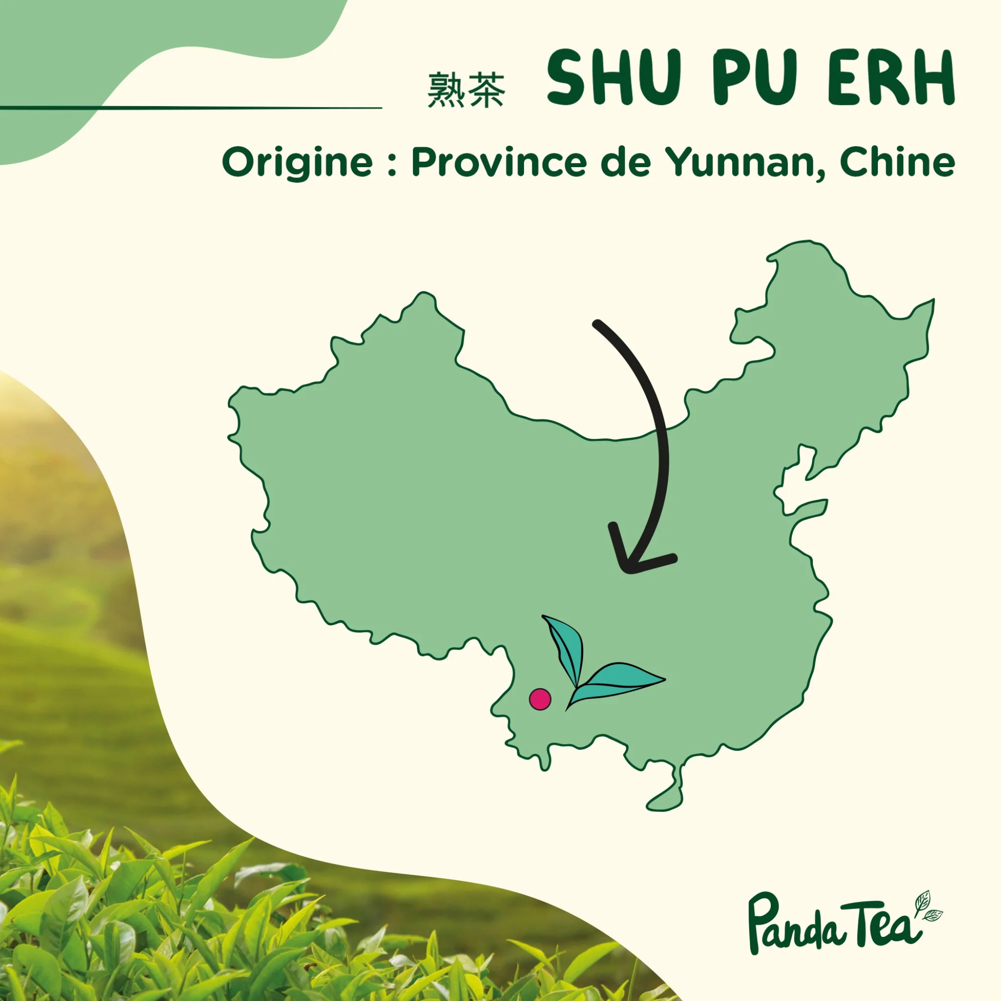 Shu Pu Erh Bio - Image 5